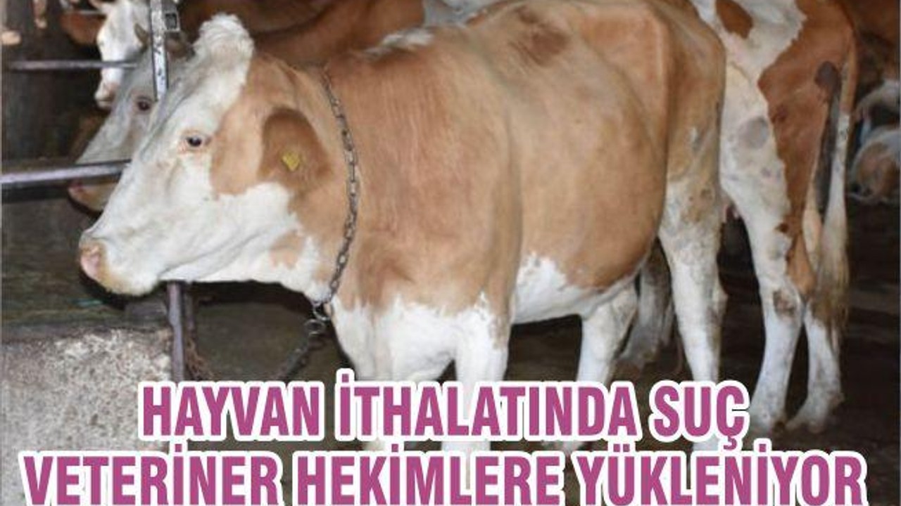 HAYVAN İTHALATINDA SUÇ VETERİNER HEKİMLERE YÜKLENİYOR