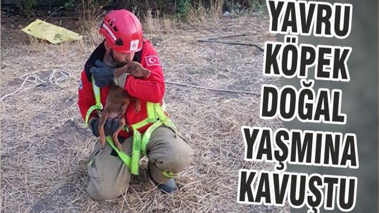 YAVRU KÖPEK DOĞAL YAŞMINA KAVUŞTU