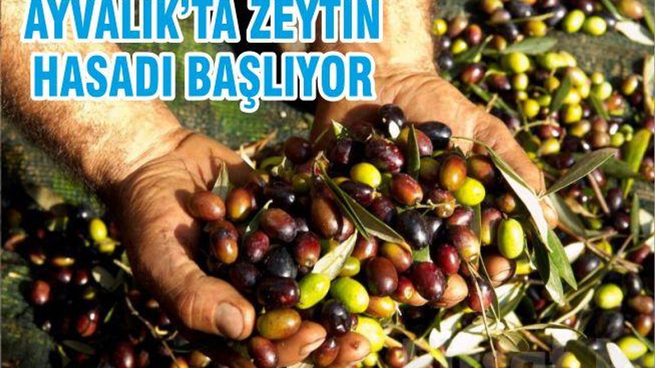 AYVALIK’TA ZEYTİN HASADI BAŞLIYOR