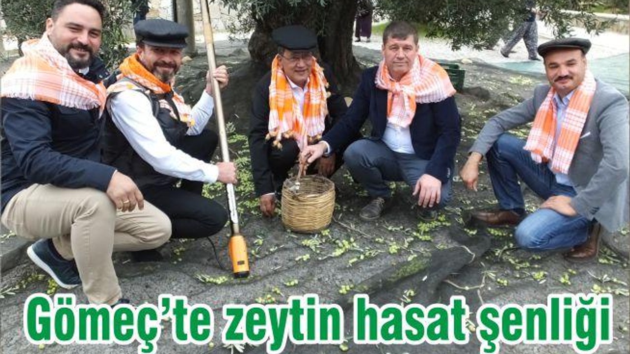 Gömeç’te zeytin hasat şenliği
