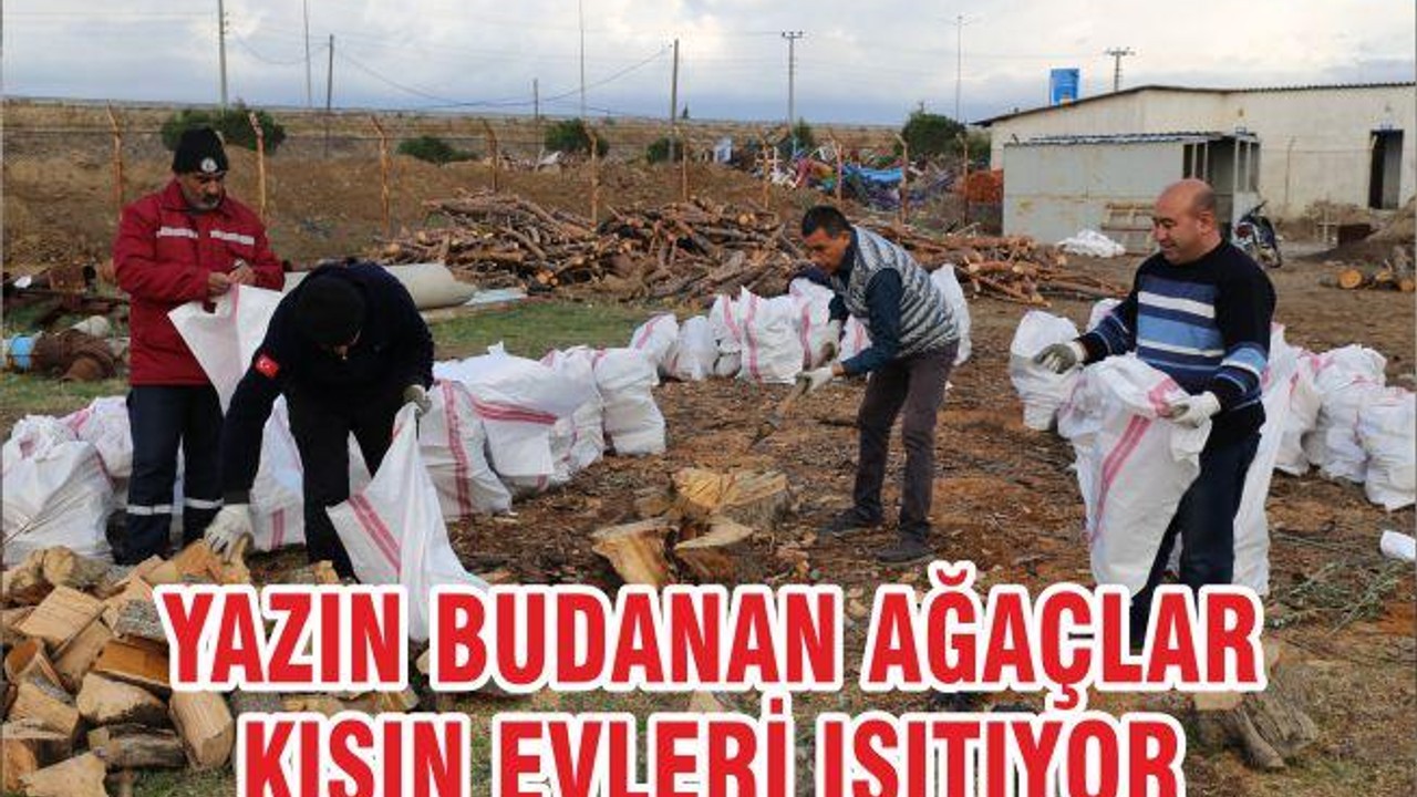 YAZIN BUDANAN AĞAÇLAR KIŞIN EVLERİ ISITIYOR
