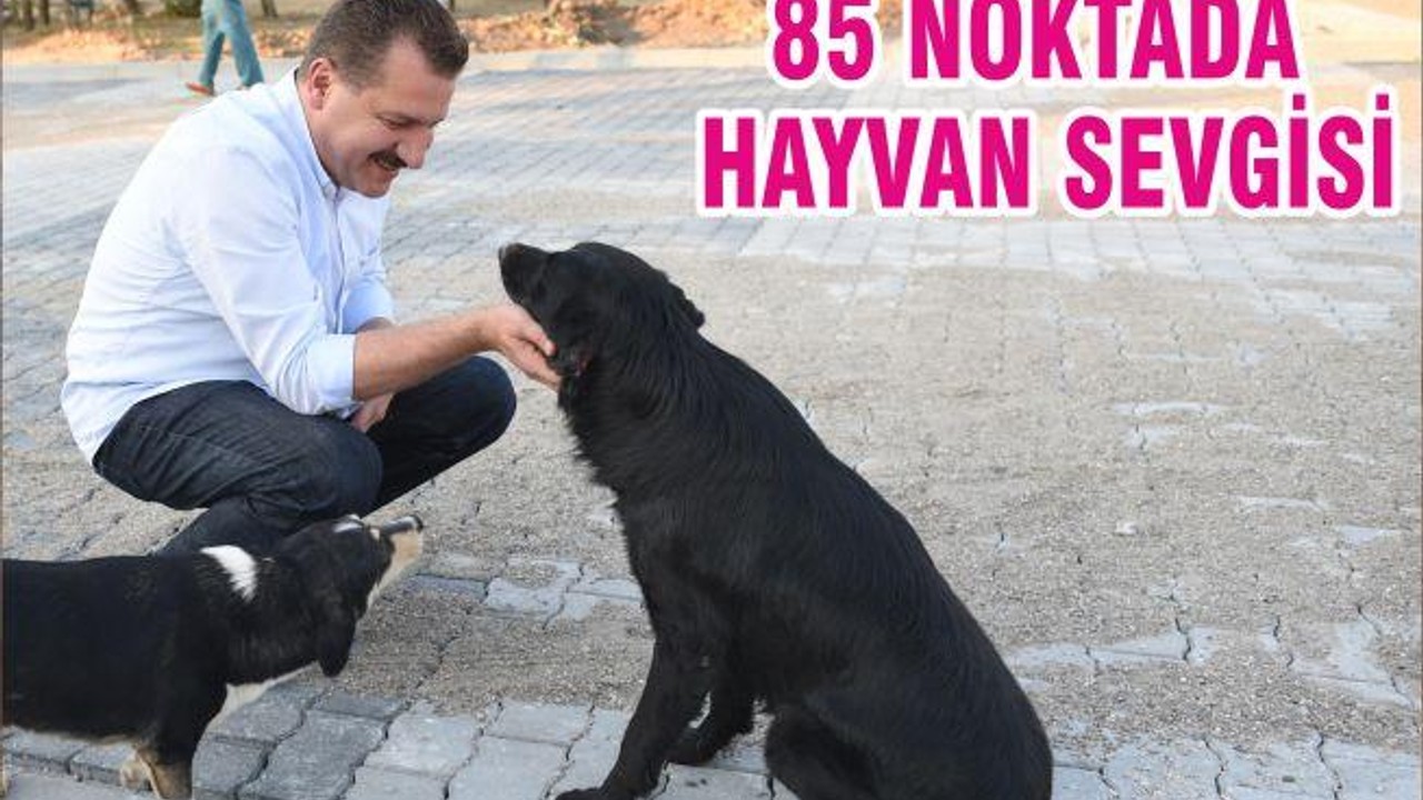 85 NOKTADA HAYVAN SEVGİSİ