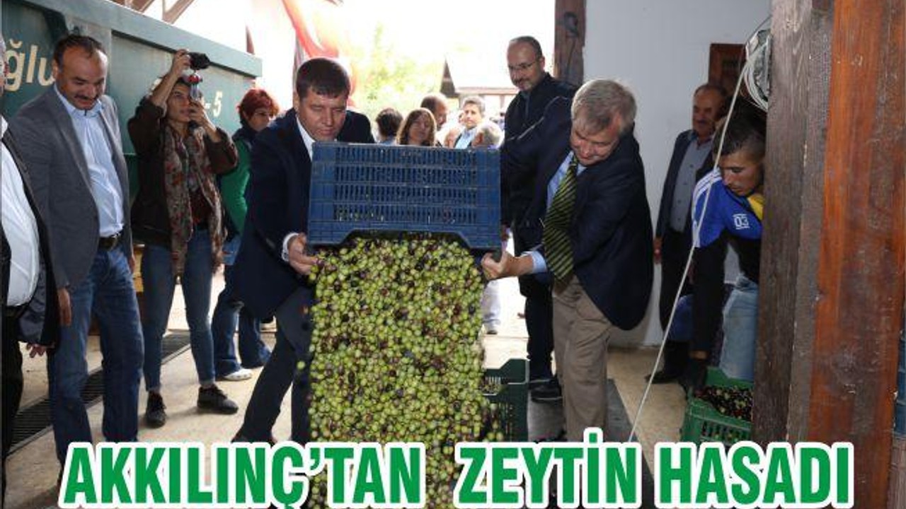 AKKILINÇ’TAN ZEYTİN HASADI