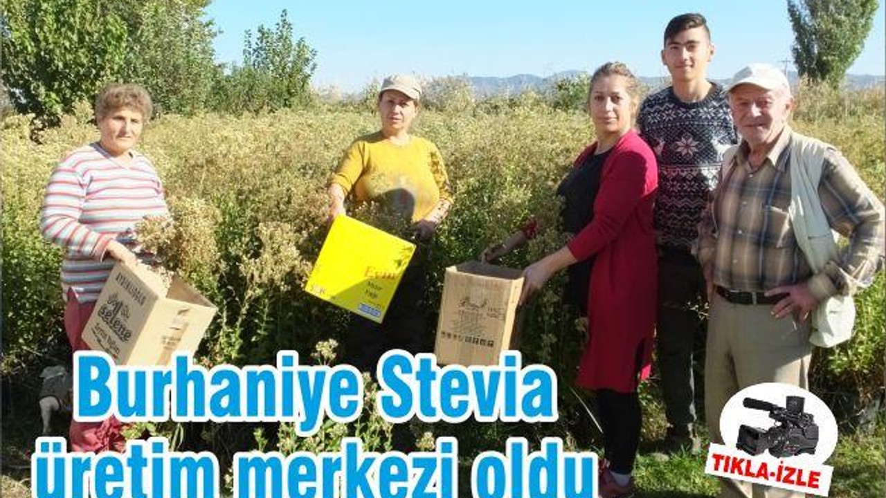 Burhaniye Stevia üretim merkezi oldu