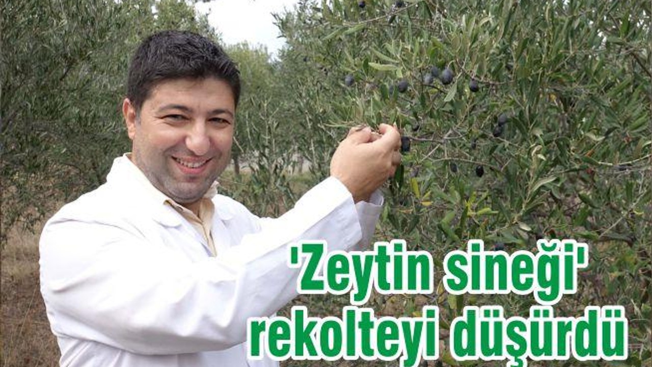'Zeytin sineği' rekolteyi düşürdü