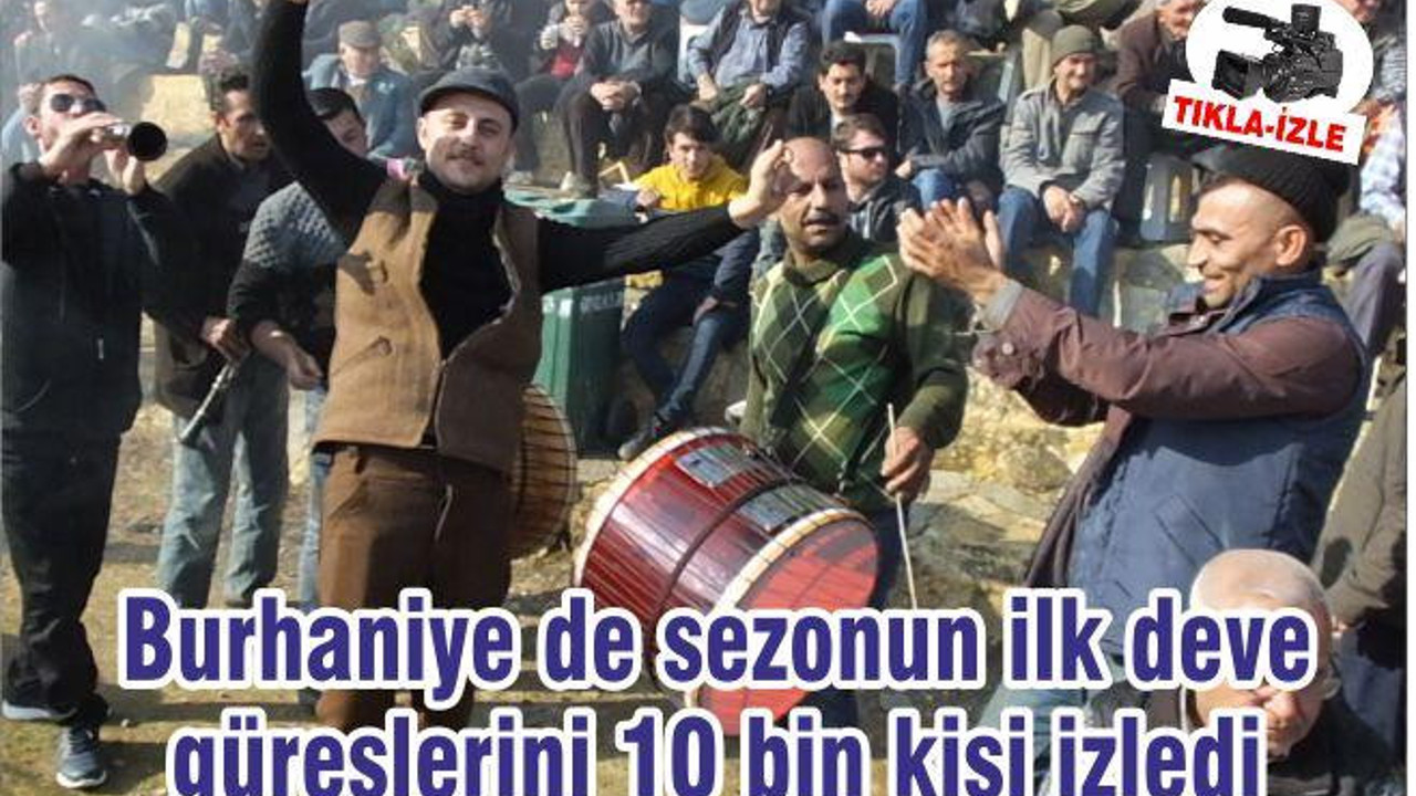 Burhaniye de sezonun ilk deve güreşlerini 10 bin kişi izledi