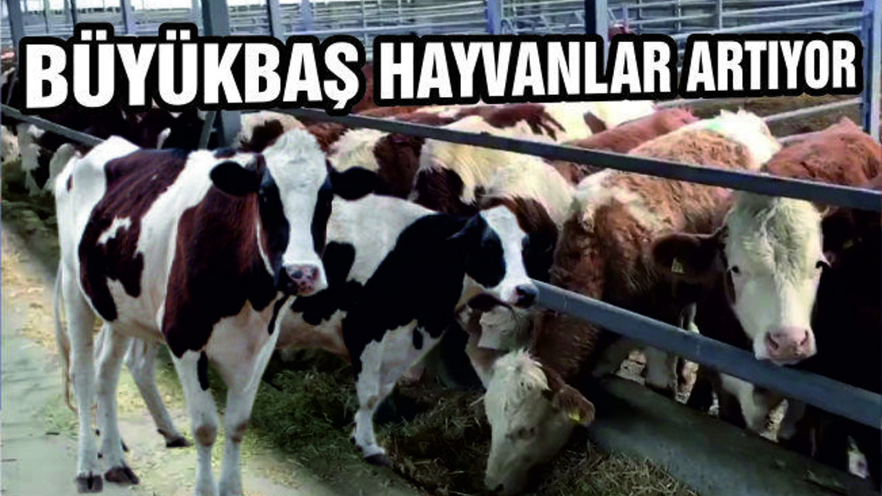 BÜYÜKBAŞ HAYVAN SAYIMIZ 525 BİNİ GEÇTİ