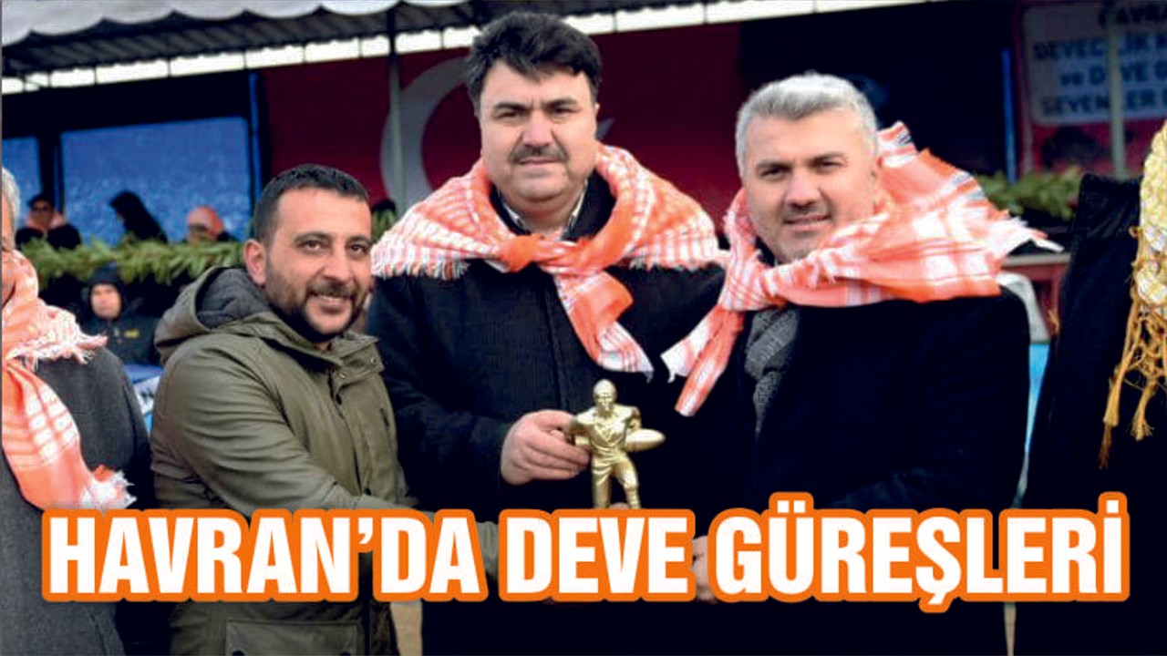 HAVRAN'DA DEVE GÜREŞLERİ NEFES KESTİ