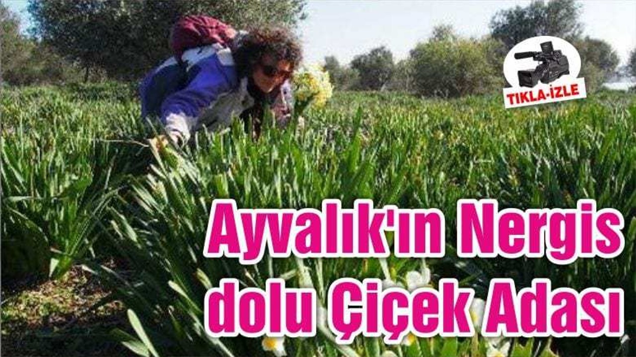 Ayvalık'ın Nergis dolu Çiçek Adası
