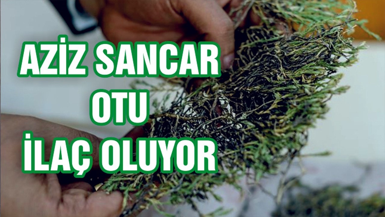 Aziz Sancar’ın ismi verilen bitki ilaç olma yolunda