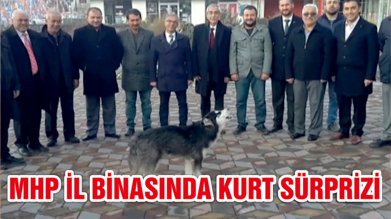 MHP Seçim İrtibat Bürosu Önünde Uluyan Kurt Şaşırttı