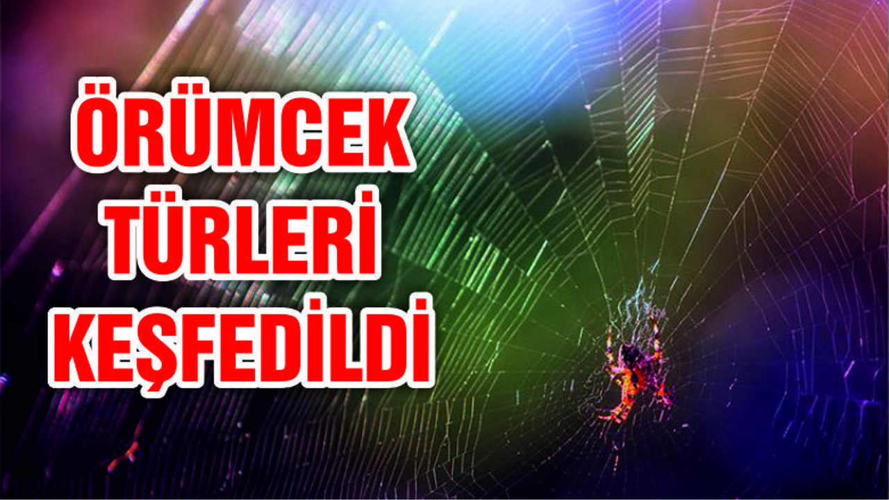 Üç yeni örümcek türü keşfedildi