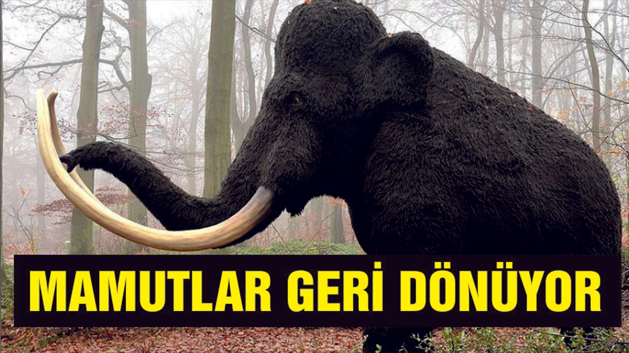 ‘Mamutları yeniden hayata döndürme yolunda önemli adım’