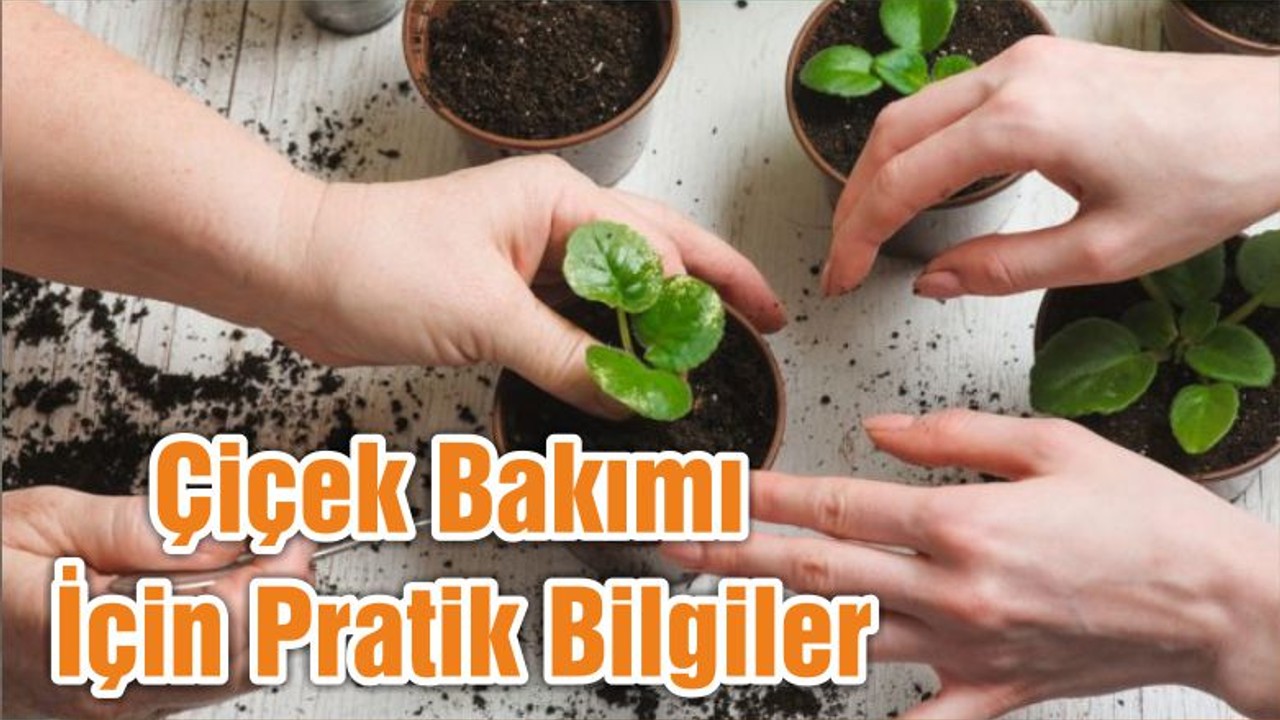 Çiçek Bakımı İçin Pratik Bilgiler
