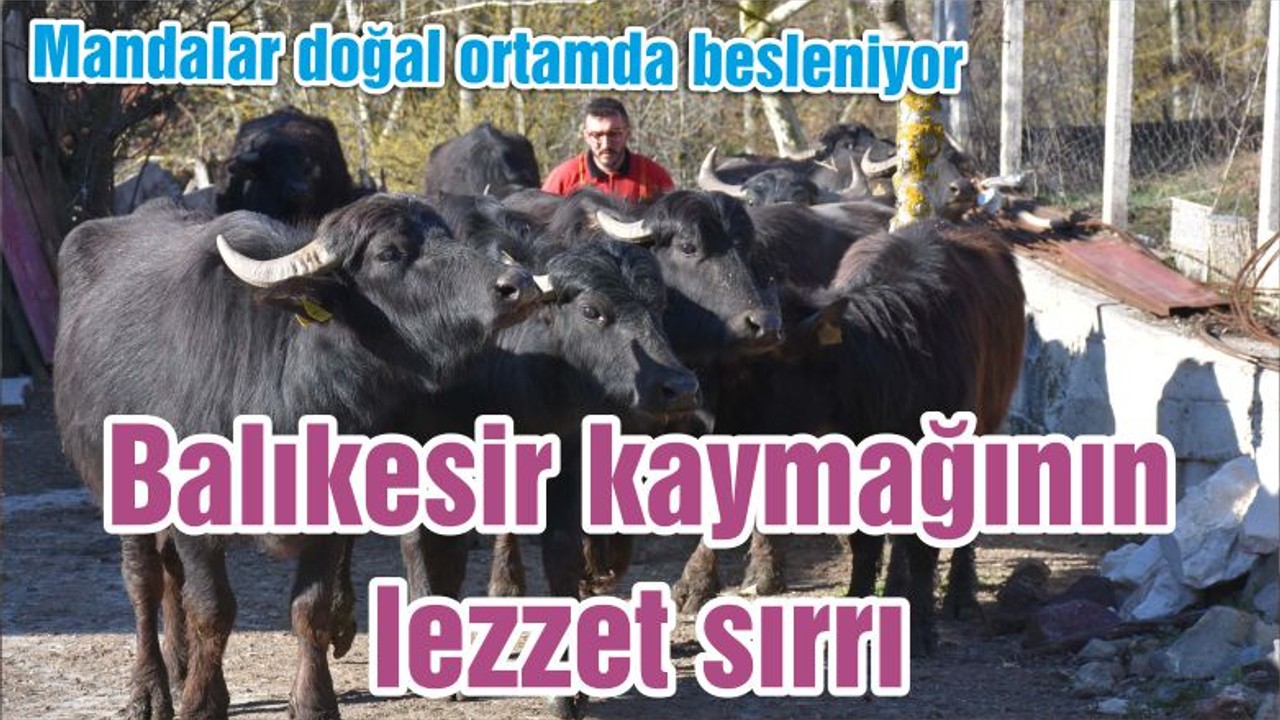 Balıkesir kaymağının lezzet sırrı