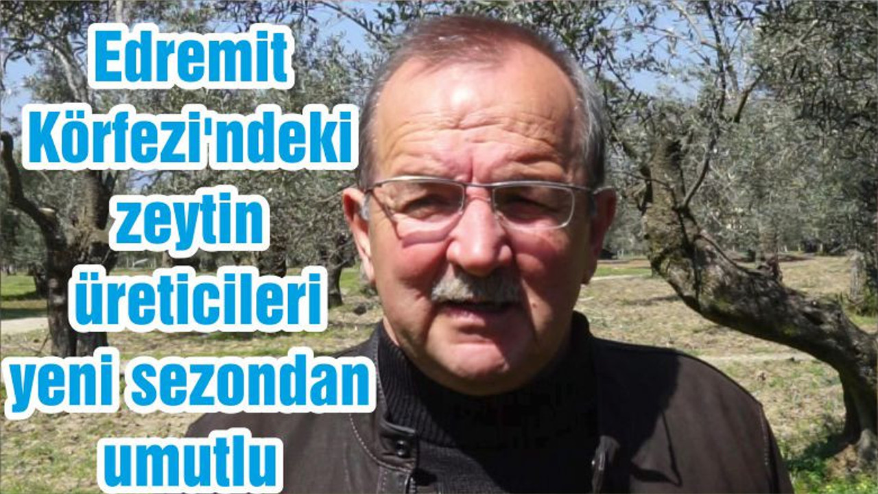 Edremit Körfezi'ndeki zeytin üreticileri yeni sezondan umutlu