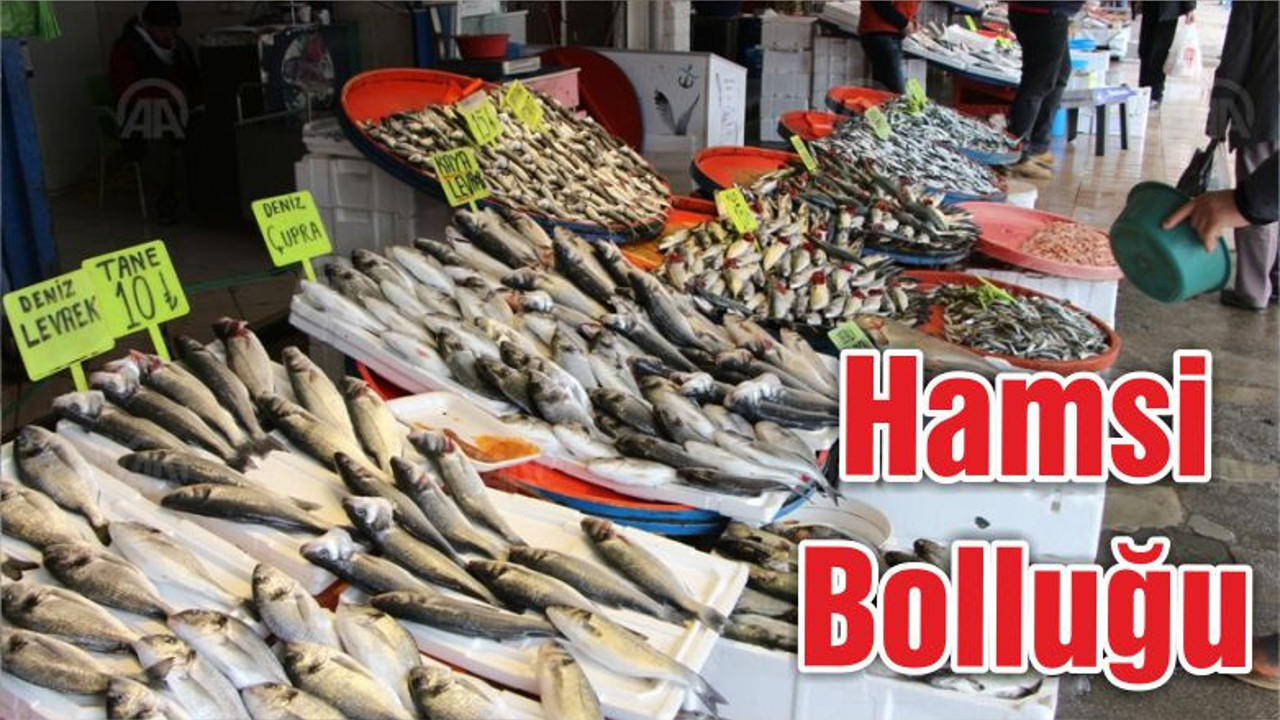 Hamsi Bolluğu