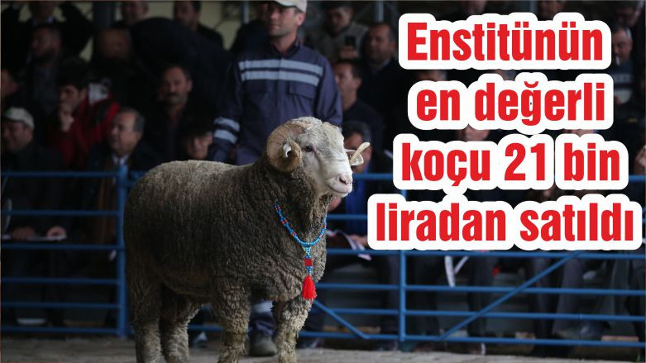 Enstitünün en değerli koçu 21 bin liradan satıldı