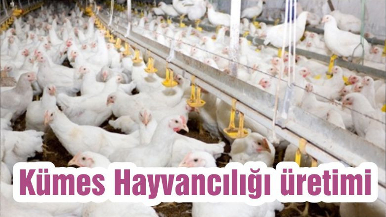 Kümes Hayvancılığı üretimi