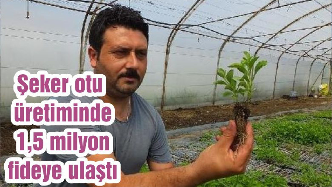 Şeker otu üretiminde 1,5 milyon fideye ulaştı