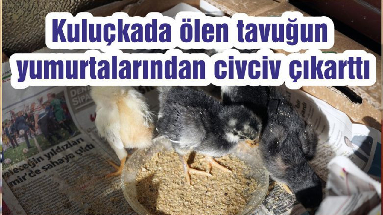 Kuluçkada ölen tavuğun yumurtalarından civciv çıkarttı