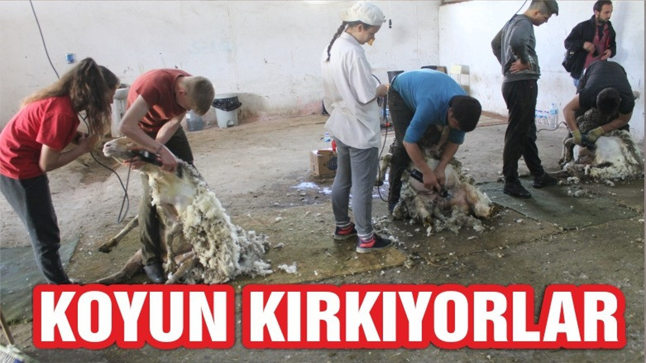 KOYUN KIRKARAK HARÇLIKLARINI ÇIKARIYORLAR