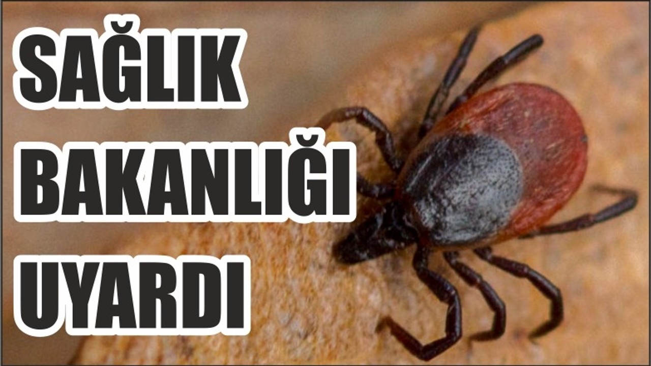 Sağlık Bakanlığı kene için uyardı!
