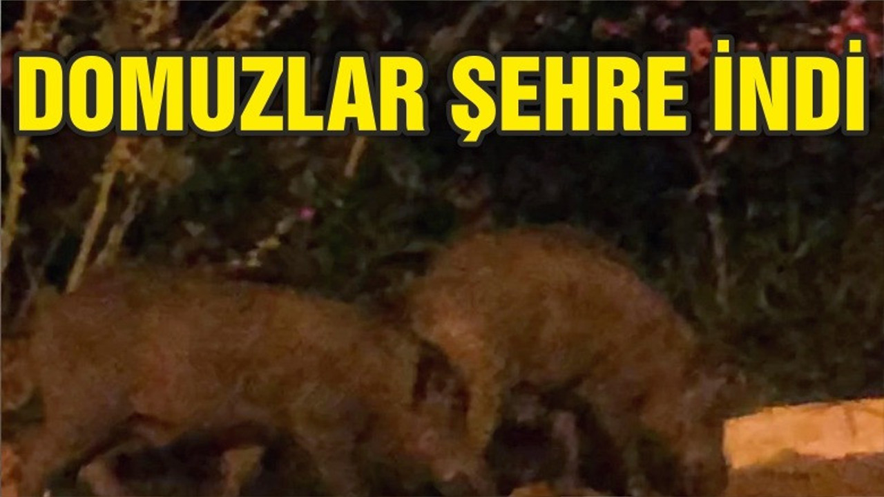 DOMUZLAR BALIKESİR'DE ŞEHRE İNDİ