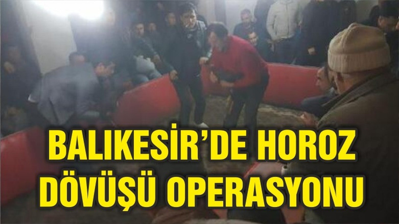 BALIKESİR'DE HOROZ DÖVÜŞÜ OPERASYONU