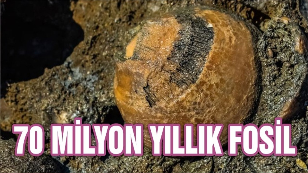 Kanada’da 70 milyon yıllık fosil bulundu