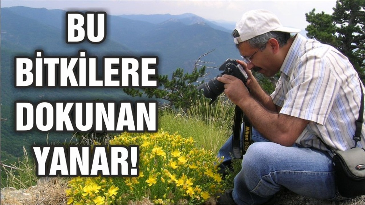 BU BİTKİLERE DOKUNAN YANAR!