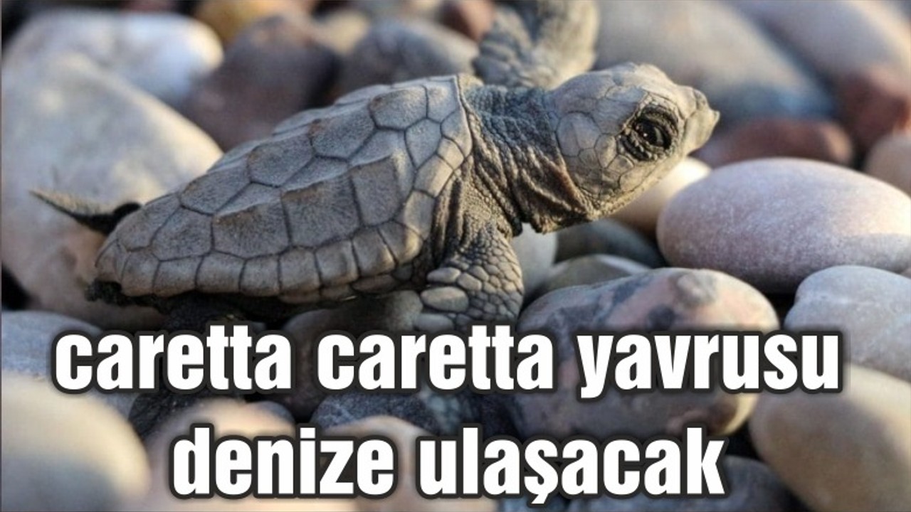 Bu yıl yaklaşık 40 bin caretta caretta yavrusu denize ulaşacak