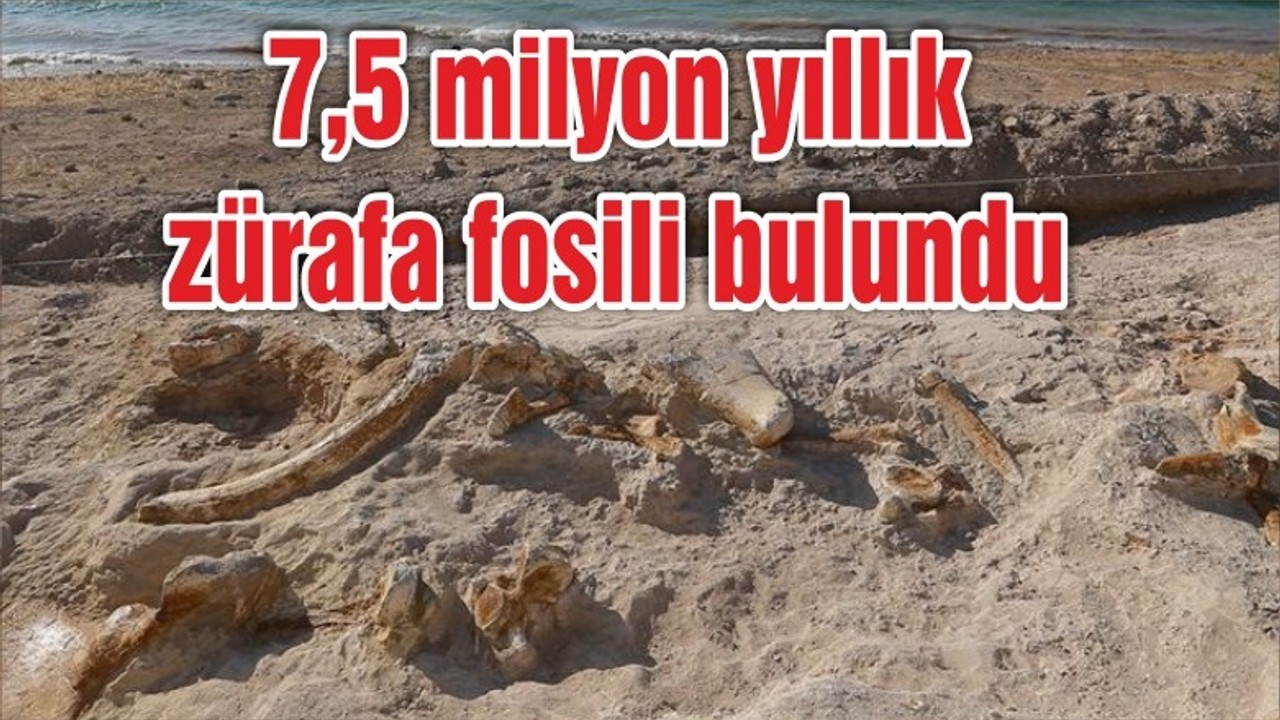 7,5 milyon yıllık zürafa fosili bulundu