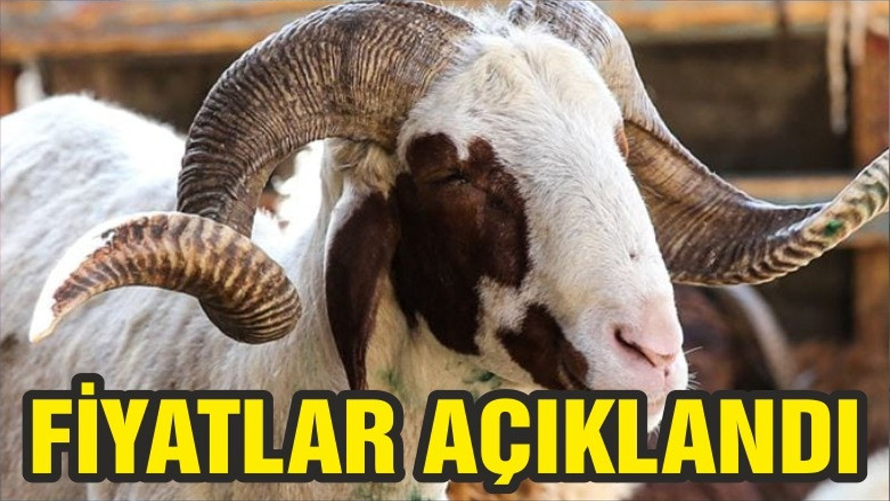 Küçükbaş kurbanlıkların kilogram fiyatı ortalama 23 lira