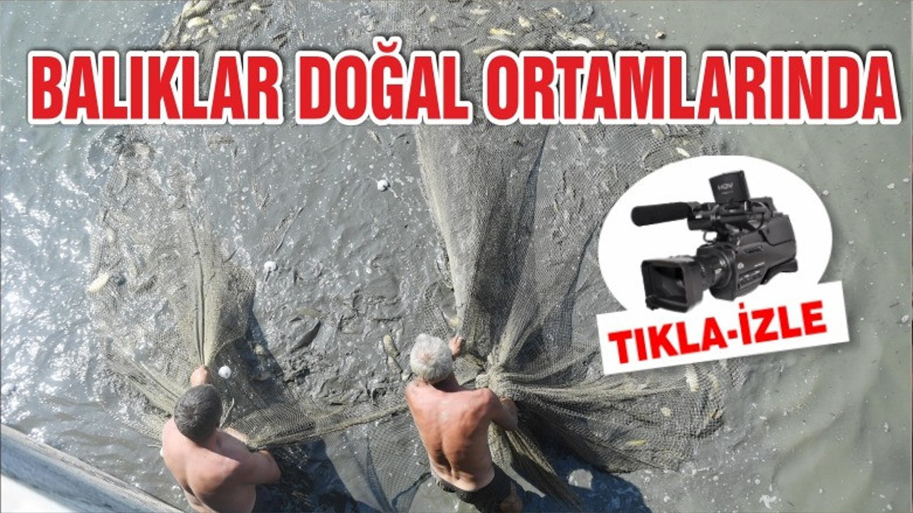 BALIKLAR DOĞAL ORTAMLARINA SALINDI