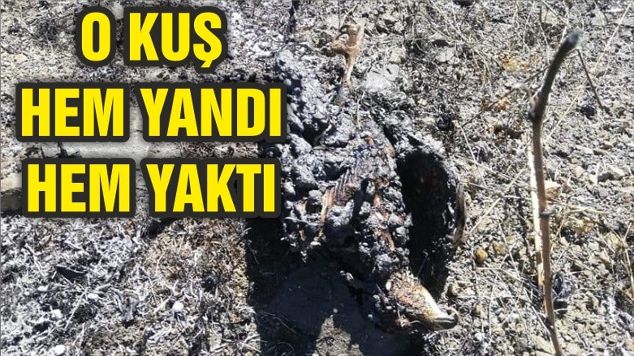 O KUŞ HEM YANDI HEM YAKTI