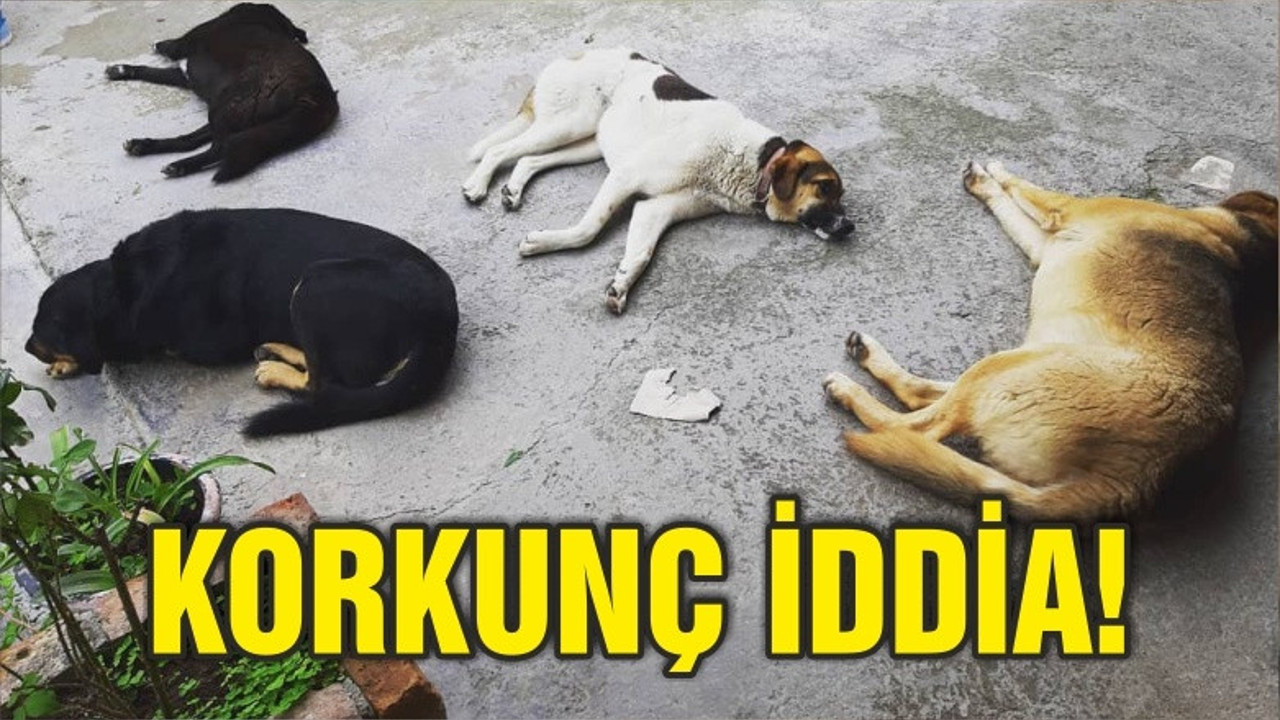 KEDİ VE KÖPEKLER ZEHİRLENDİ Mİ?