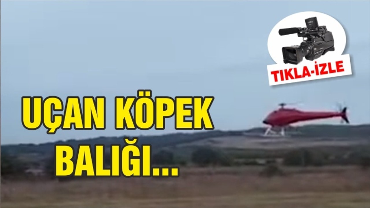 UÇAN KÖPEK BALIĞI