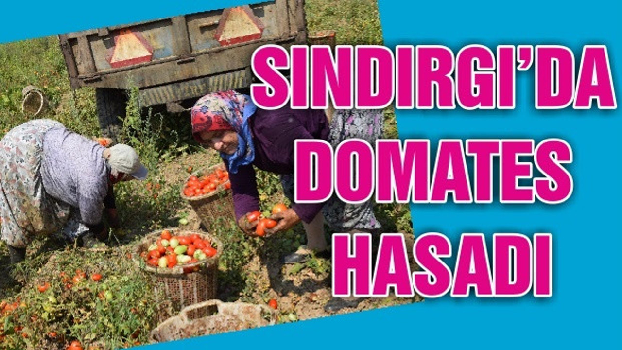 SINDIRGI’DA DOMATES HASADI