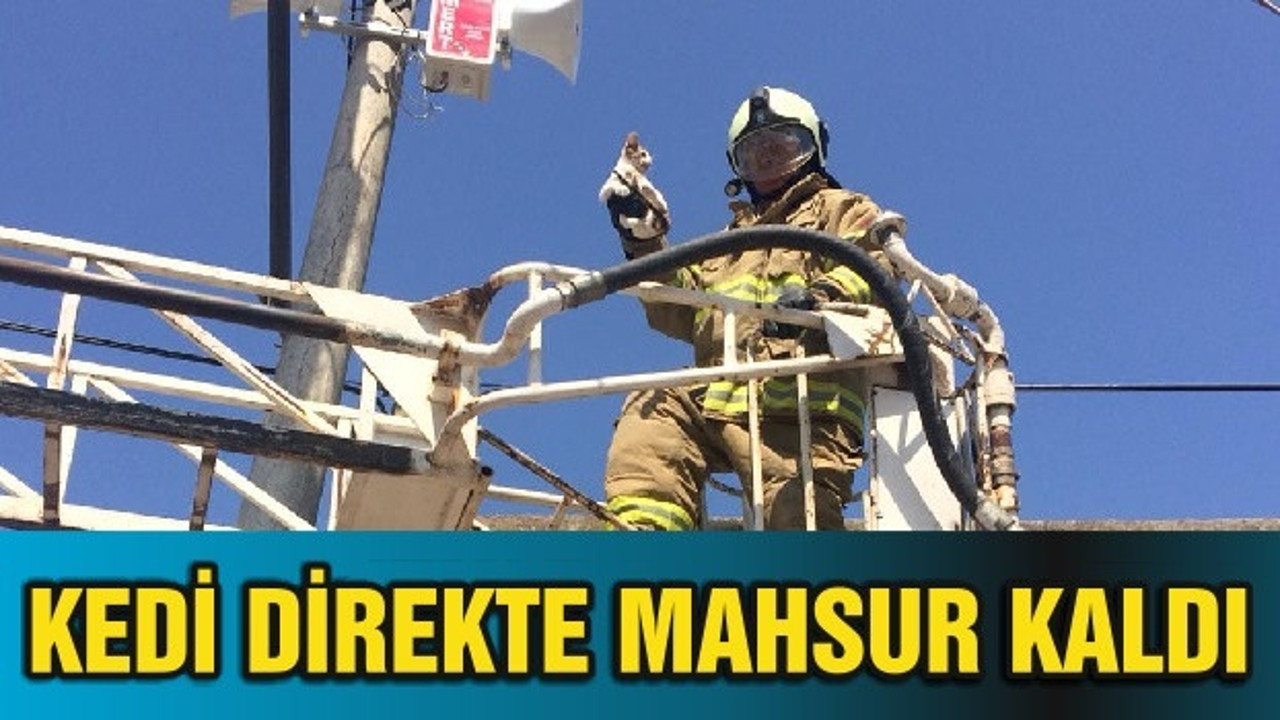 KEDİ DİREKTE MAHSUR KALDI