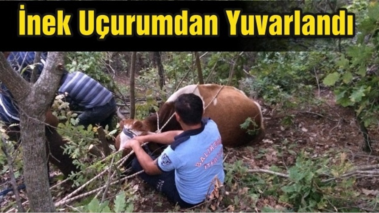 İnek Uçurumdan Yuvarlandı