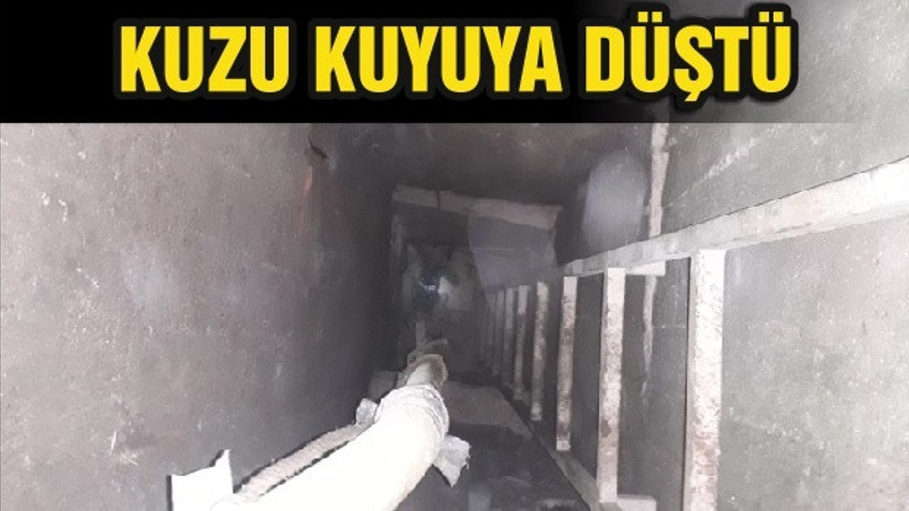 KUZU KUYUYA DÜŞTÜ