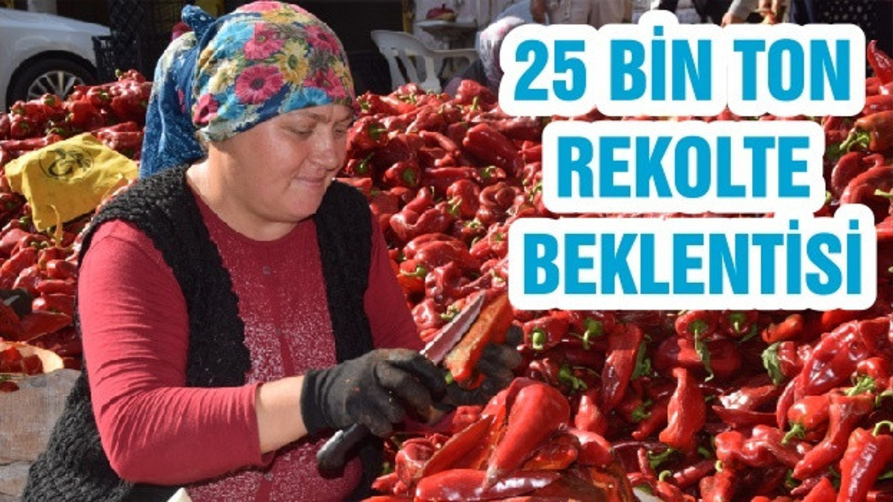 25 BİN TON REKOLTE BEKLENTİSİ