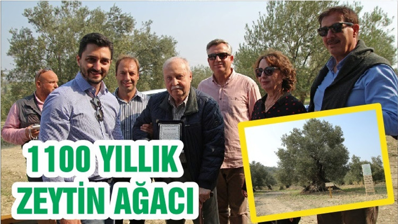 1100 YILLIK ZEYTİN AĞACI