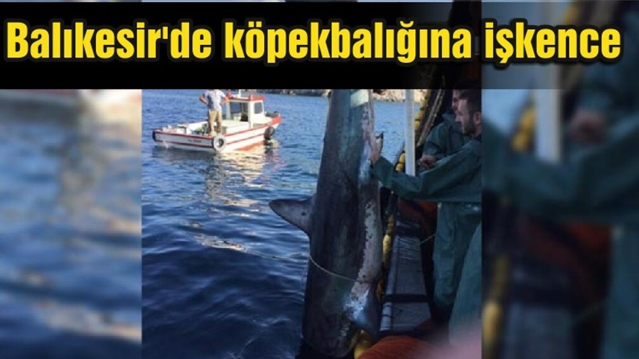 Balıkesir'de köpekbalığına işkence