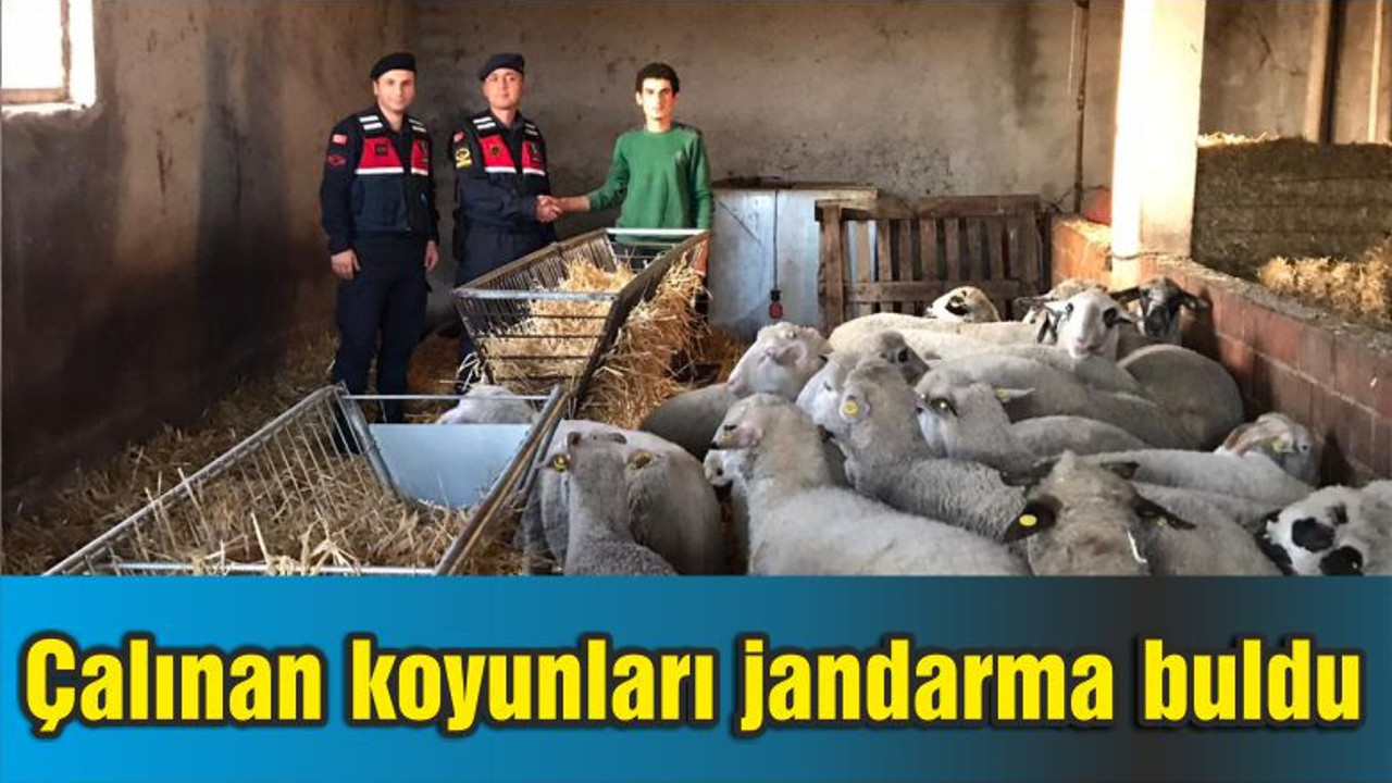 Çalınan koyunları jandarma buldu