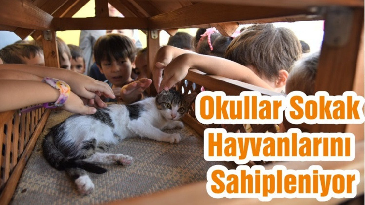 Okullar Sokak Hayvanlarını Sahipleniyor