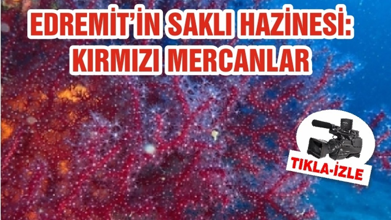 EDREMİT’İN SAKLI HAZİNESİ: KIRMIZI MERCANLAR