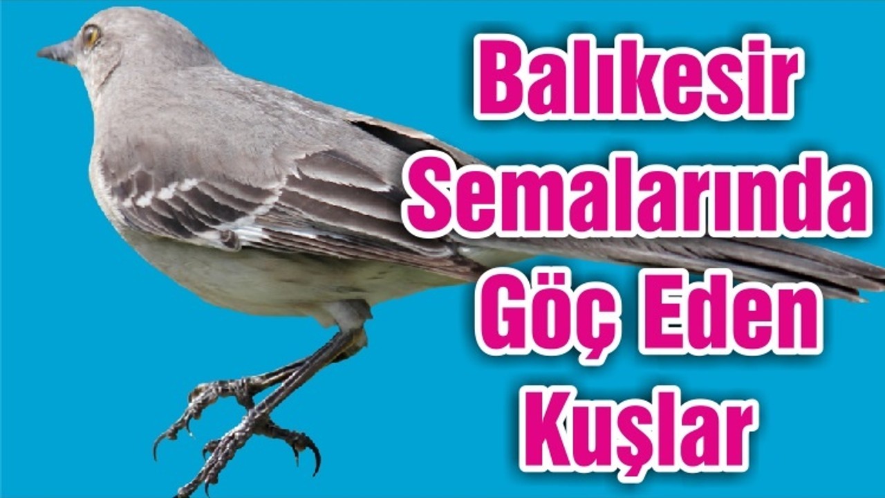 Balıkesir Semalarında Göç Eden Kuşlar
