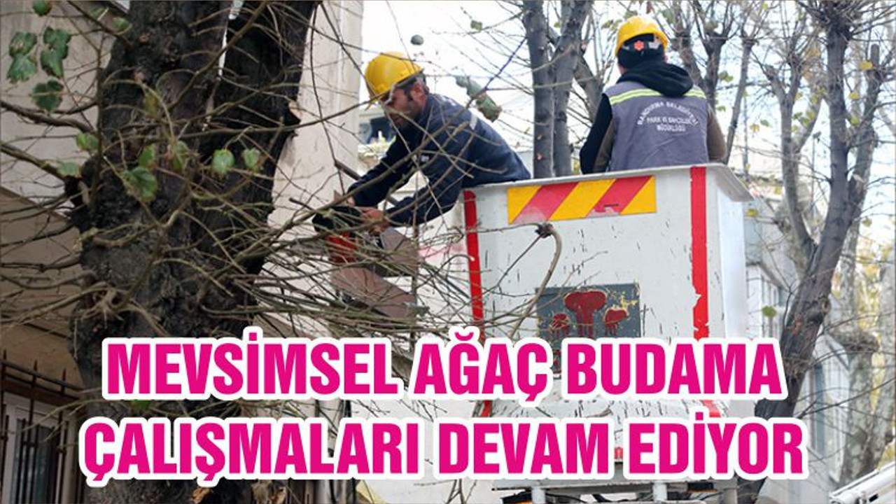 MEVSİMSEL AĞAÇ BUDAMA ÇALIŞMALARI DEVAM EDİYOR